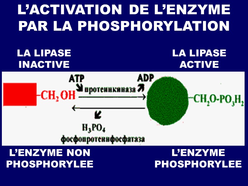 L’ACTIVATION DE L’ENZYME PAR LA PHOSPHORYLATION LA LIPASE INACTIVE LA LIPASE ACTIVE L’ENZYME NON